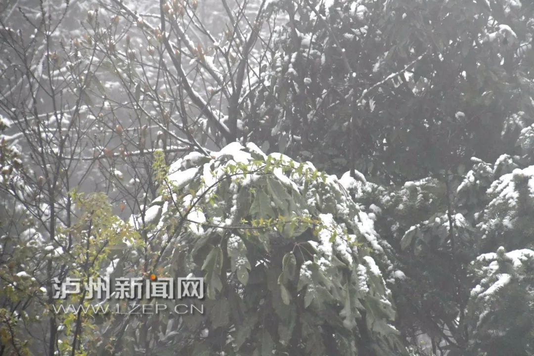 你见过大雪纷飞的三月吗？“倒春寒”如约而至，泸州这些地方下雪了…-11.jpg