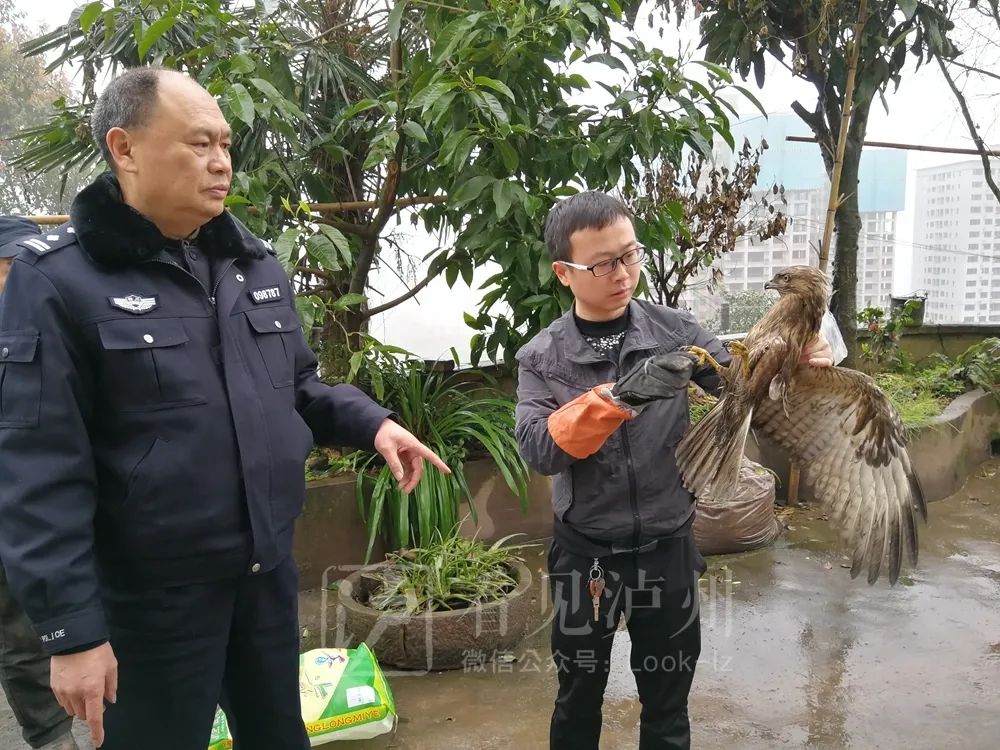 啥缘分？在加油站，泸州市民竟捡到了一只老鹰…-2.jpg