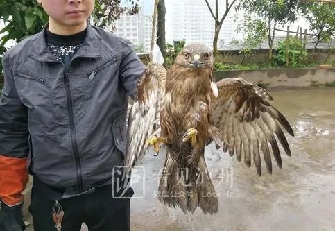 啥缘分？在加油站，泸州市民竟捡到了一只老鹰…-1.jpg