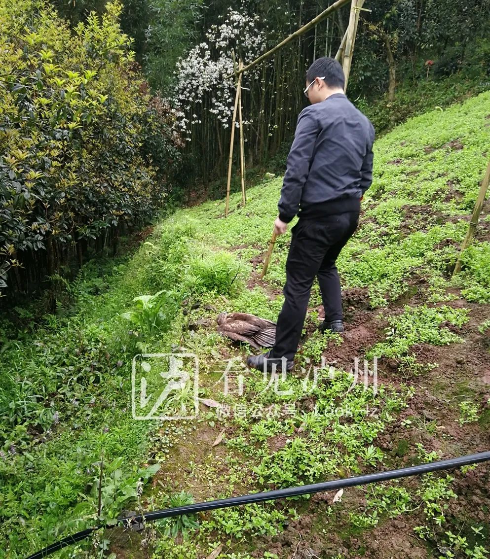 啥缘分？在加油站，泸州市民竟捡到了一只老鹰…-3.jpg