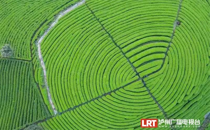 美出圈！《人民日报》两次聚焦泸州春景，打包给你~-6.jpg
