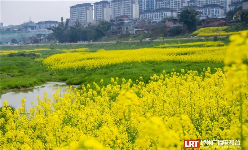 美出圈！《人民日报》两次聚焦泸州春景，打包给你~-16.jpg