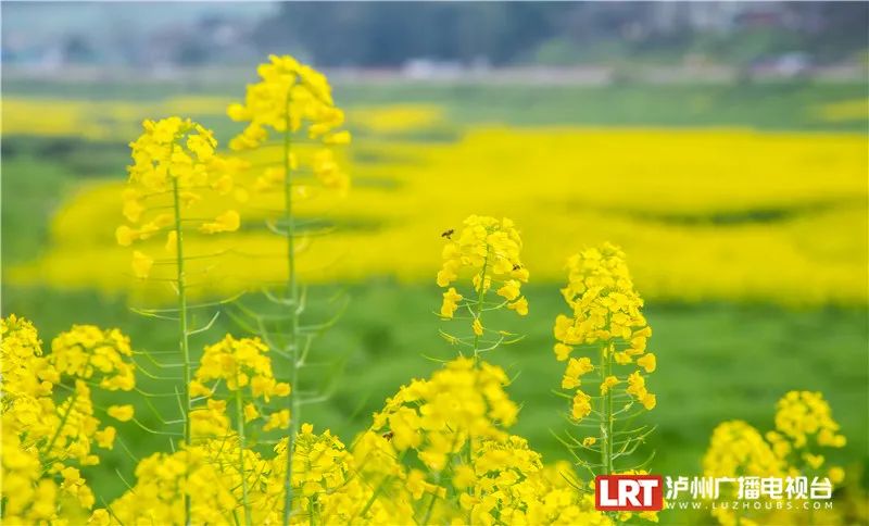 美出圈！《人民日报》两次聚焦泸州春景，打包给你~-15.jpg