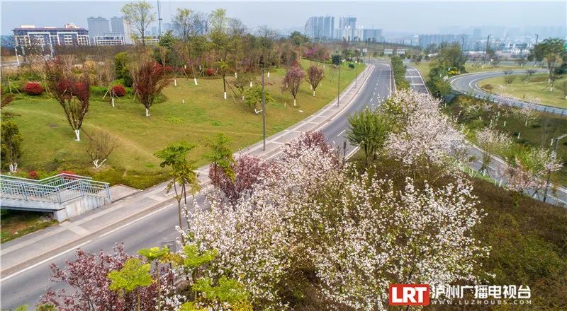 美出圈！《人民日报》两次聚焦泸州春景，打包给你~-18.jpg