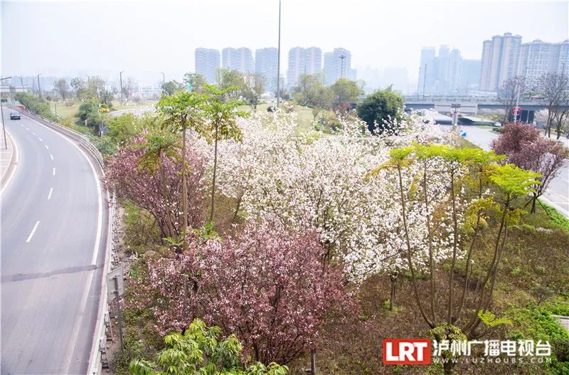 美出圈！《人民日报》两次聚焦泸州春景，打包给你~-19.jpg