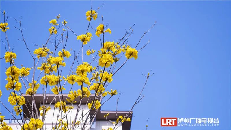 美出圈！《人民日报》两次聚焦泸州春景，打包给你~-22.jpg