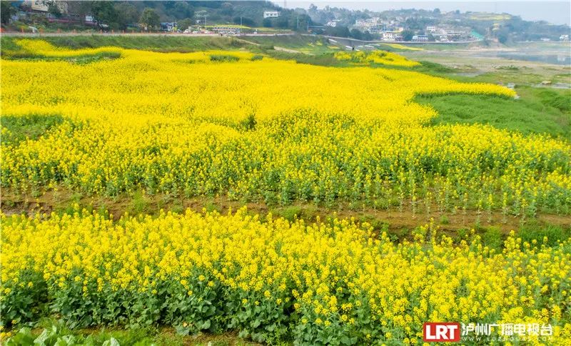 美出圈！《人民日报》两次聚焦泸州春景，打包给你~-17.jpg