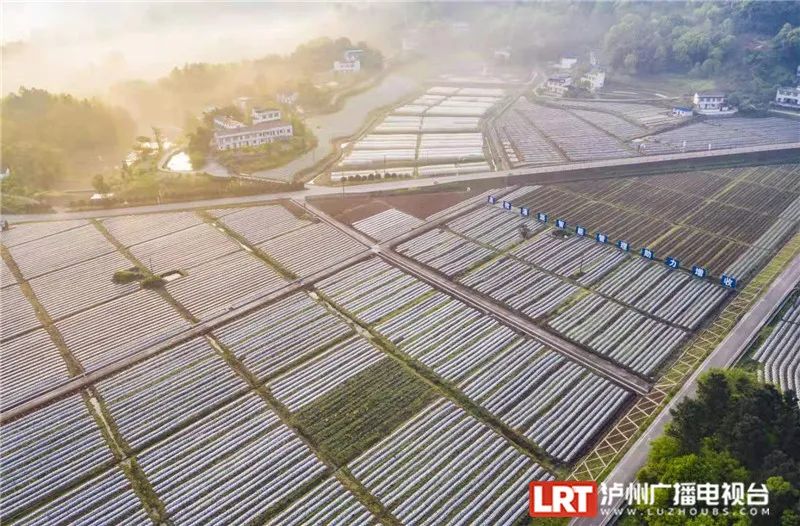 美出圈！《人民日报》两次聚焦泸州春景，打包给你~-30.jpg