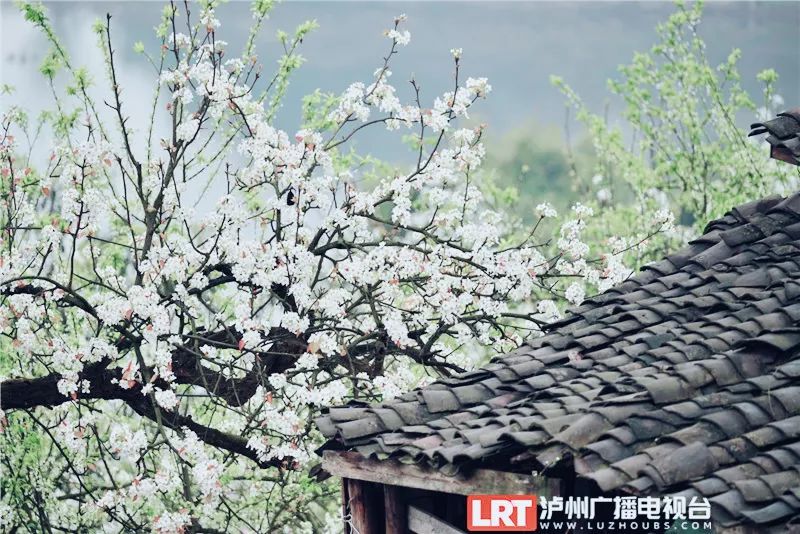 美出圈！《人民日报》两次聚焦泸州春景，打包给你~-28.jpg