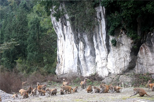 高峡平湖、野生猴群、300年古村落……泸州这处世外桃源，你知道吗？-3.jpg