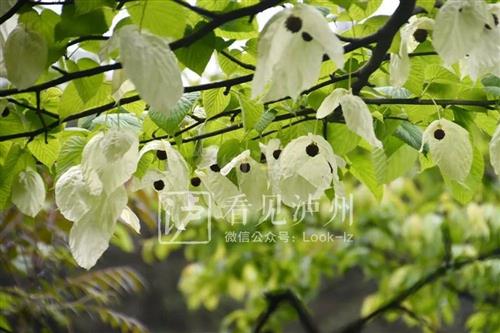 1000万年前的古植物！来看满树“白鸽”，野生珙桐又在泸州开花了-3.jpg