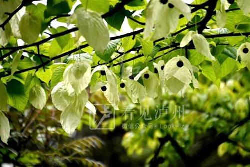 1000万年前的古植物！来看满树“白鸽”，野生珙桐又在泸州开花了-4.jpg