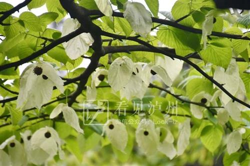 1000万年前的古植物！来看满树“白鸽”，野生珙桐又在泸州开花了-7.jpg