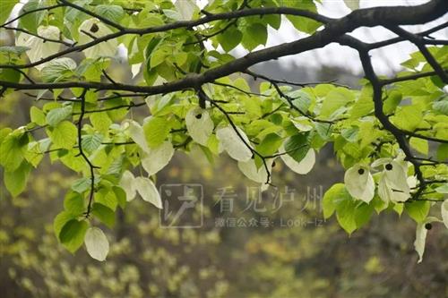 1000万年前的古植物！来看满树“白鸽”，野生珙桐又在泸州开花了-5.jpg