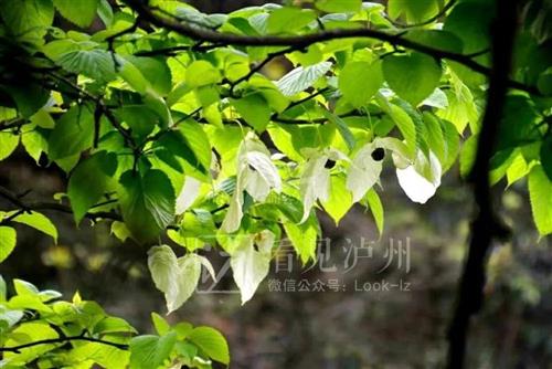 1000万年前的古植物！来看满树“白鸽”，野生珙桐又在泸州开花了-8.jpg