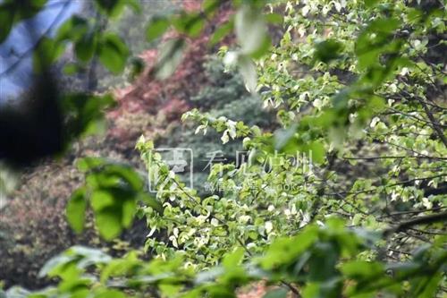 1000万年前的古植物！来看满树“白鸽”，野生珙桐又在泸州开花了-6.jpg