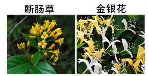 紧急送医！泸州男子尝了口“滴水观音”，原因让人哭笑不得……-6.jpg