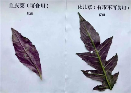 紧急送医！泸州男子尝了口“滴水观音”，原因让人哭笑不得……-5.jpg
