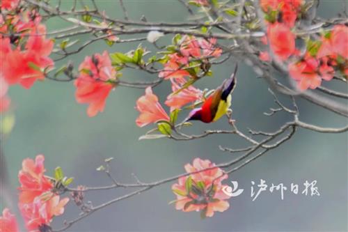 泸州发现珍稀蓝喉太阳鸟，这个颜色也太好看了吧！-6.jpg