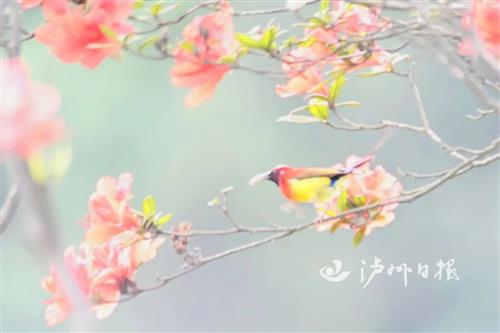 泸州发现珍稀蓝喉太阳鸟，这个颜色也太好看了吧！-8.jpg
