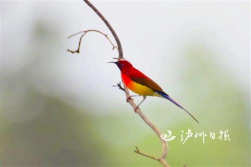 泸州发现珍稀蓝喉太阳鸟，这个颜色也太好看了吧！-5.jpg