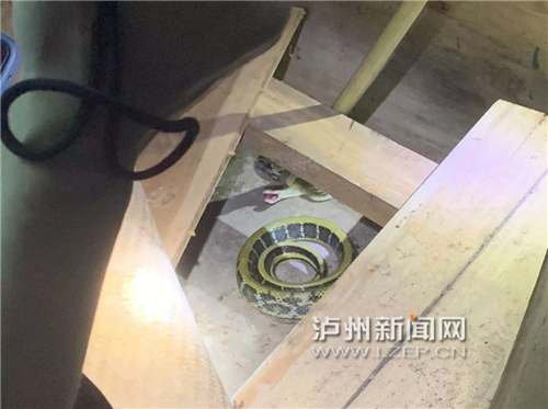 “吓死了，一晚上没睡！”泸州一村民家中来了“不速之客”，结果竟是……-5.jpg