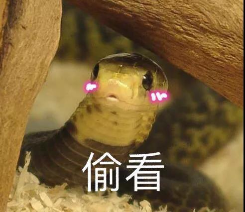 惨遭毒口！泸州男子工地搬砖，被龟壳花咬伤住院……-1.jpg