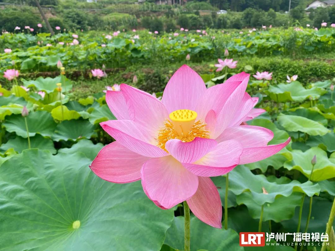 荷花开了！美得冒泡！泸州这些赏荷地千万别错过-12.jpg