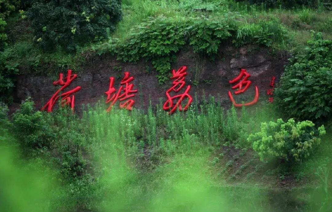 荷花开了！美得冒泡！泸州这些赏荷地千万别错过-31.jpg