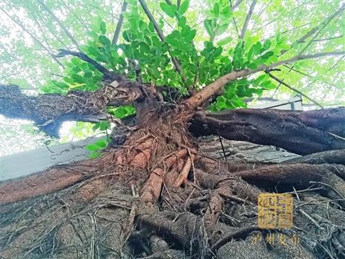 奇观！泸州这里有棵“镶”在墙上的黄葛树-6.jpg