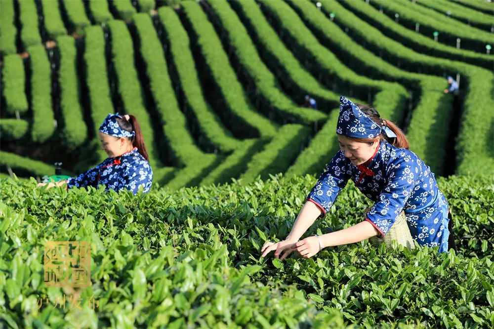 2021年中国美丽休闲乡村名单公示，泸州这个村入围-2.jpg