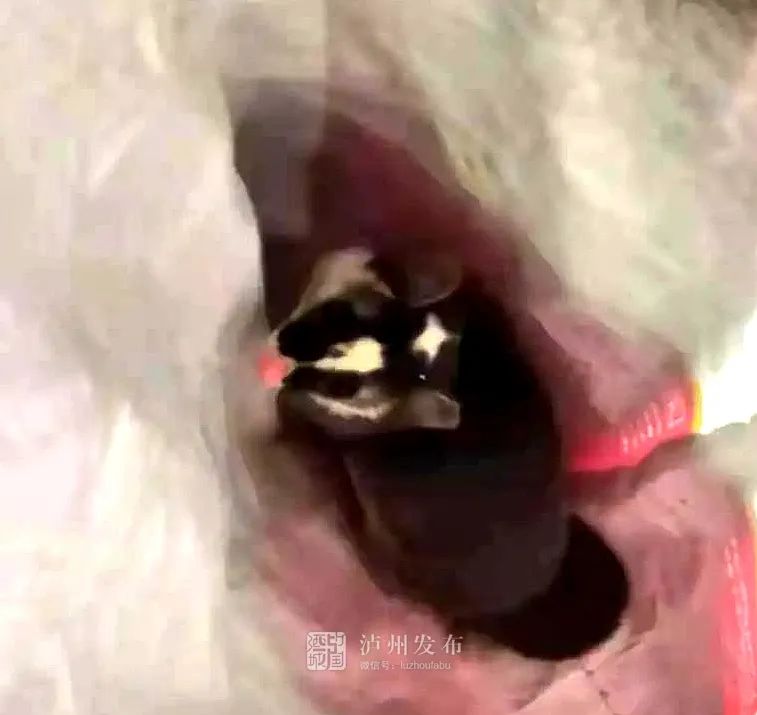 逛公路、窜民居！快看，泸州合江又有野生动物出没-2.jpg