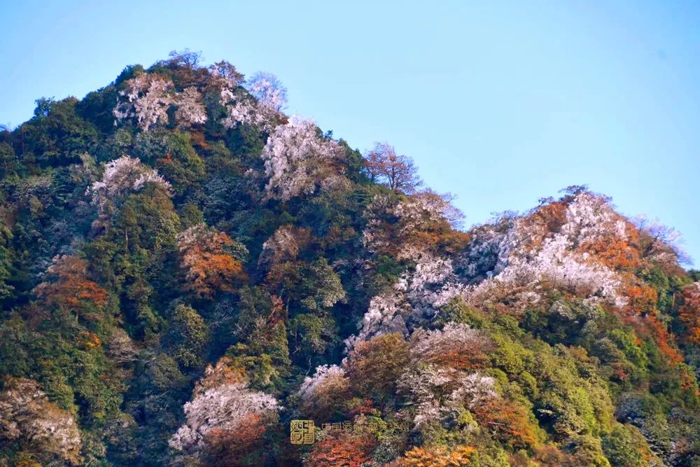 晶莹剔透！泸州出现雾凇美景，一波靓图来霸屏丨网友：这是魔法森林？-1.jpg