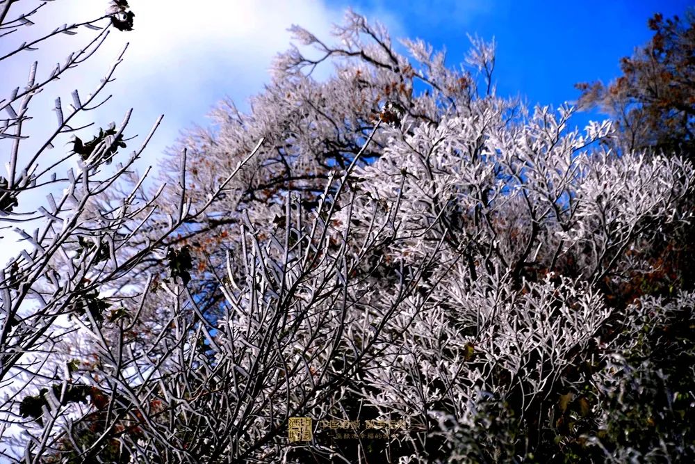 晶莹剔透！泸州出现雾凇美景，一波靓图来霸屏丨网友：这是魔法森林？-7.jpg