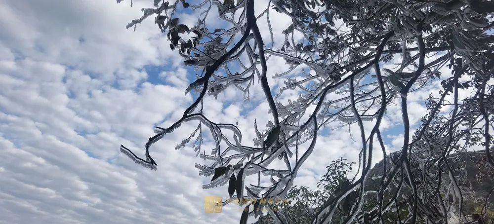 晶莹剔透！泸州出现雾凇美景，一波靓图来霸屏丨网友：这是魔法森林？-8.jpg