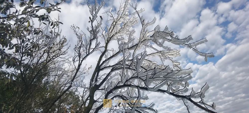 晶莹剔透！泸州出现雾凇美景，一波靓图来霸屏丨网友：这是魔法森林？-9.jpg