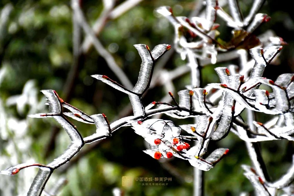 晶莹剔透！泸州出现雾凇美景，一波靓图来霸屏丨网友：这是魔法森林？-10.jpg