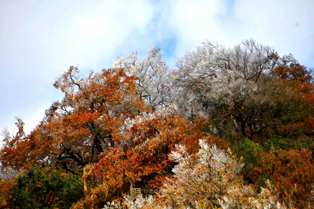 晶莹剔透！泸州出现雾凇美景，一波靓图来霸屏丨网友：这是魔法森林？-12.jpg