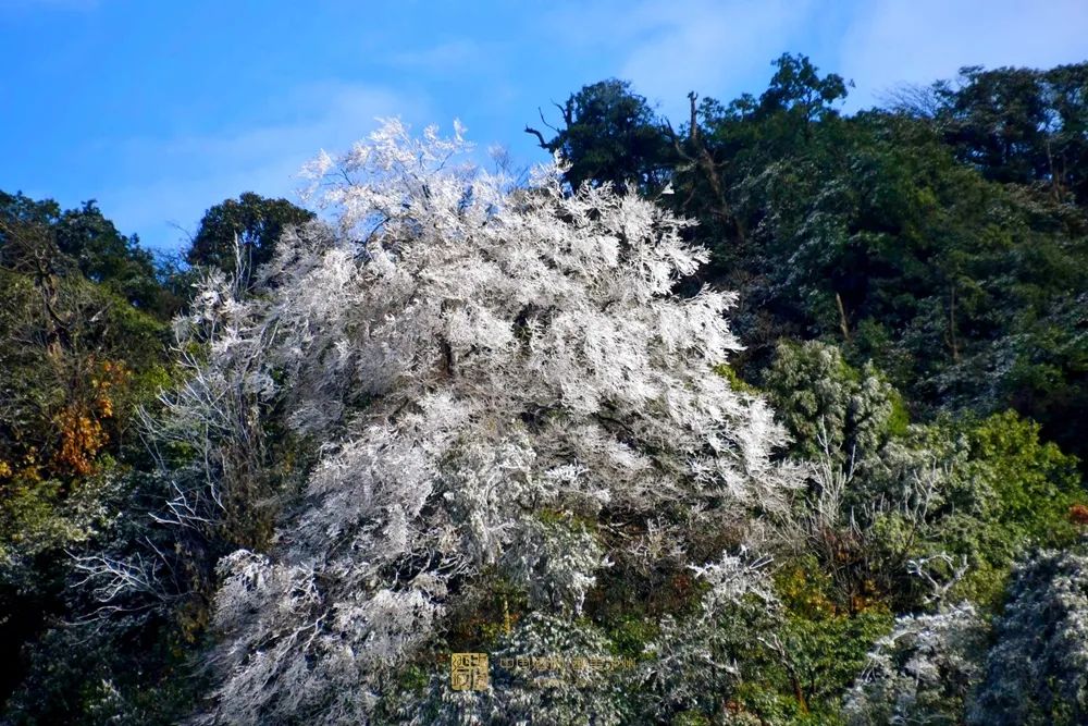 晶莹剔透！泸州出现雾凇美景，一波靓图来霸屏丨网友：这是魔法森林？-15.jpg