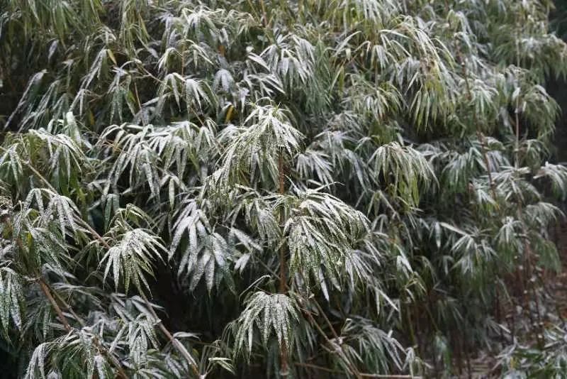 一夜速冻，已经冷麻，泸州这些地方都下雪了-5.jpg