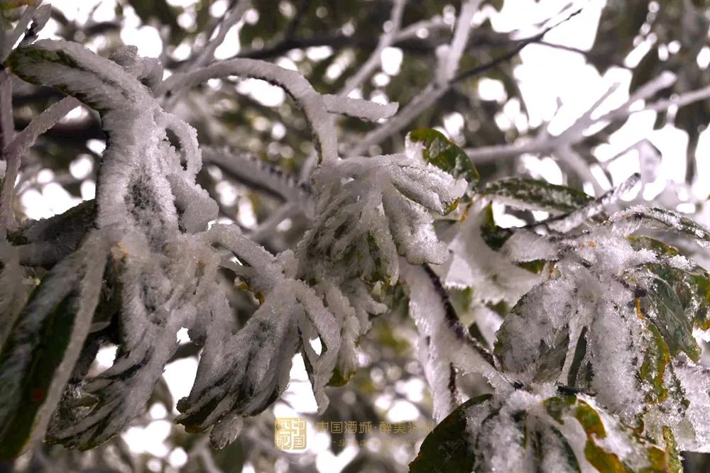 古蔺叙永又下雪了！不用怕冷，带你“云赏”高山雪景-4.jpg