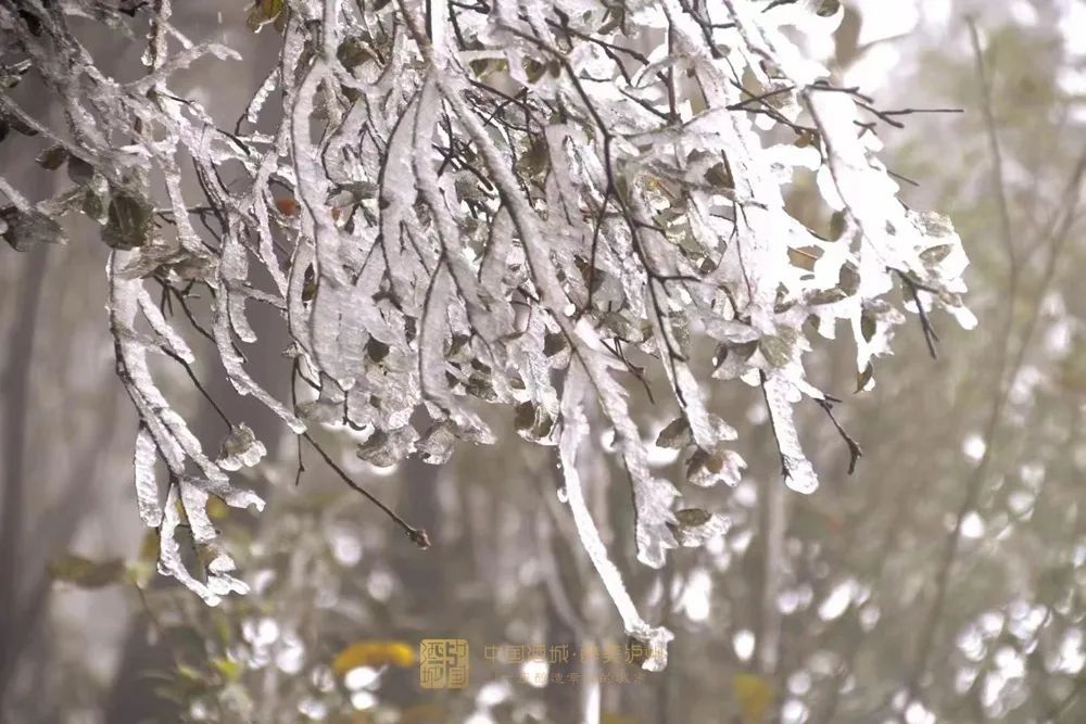 古蔺叙永又下雪了！不用怕冷，带你“云赏”高山雪景-3.jpg