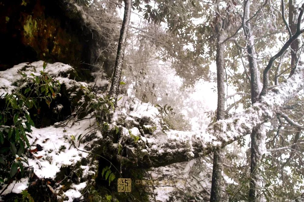 古蔺叙永又下雪了！不用怕冷，带你“云赏”高山雪景-5.jpg