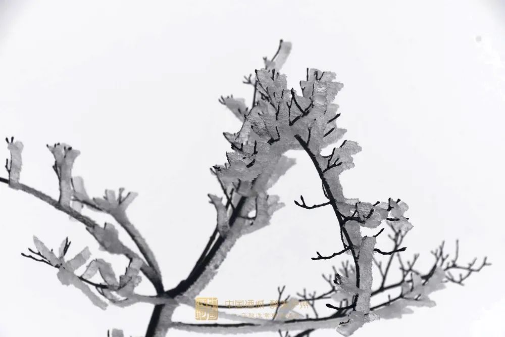 古蔺叙永又下雪了！不用怕冷，带你“云赏”高山雪景-7.jpg