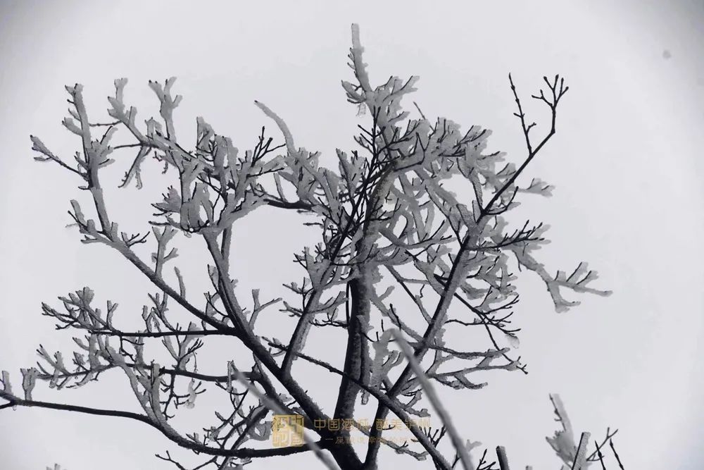 古蔺叙永又下雪了！不用怕冷，带你“云赏”高山雪景-10.jpg