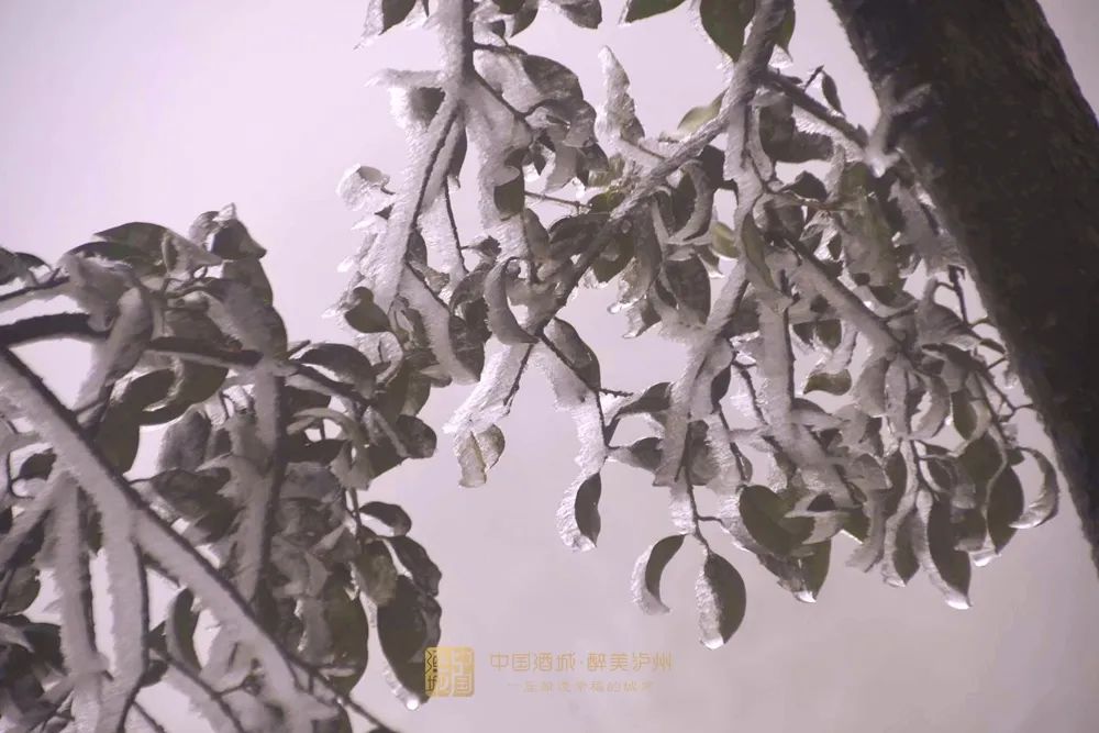 古蔺叙永又下雪了！不用怕冷，带你“云赏”高山雪景-11.jpg