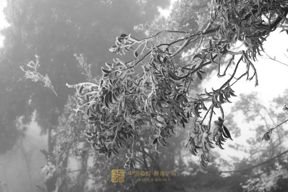 古蔺叙永又下雪了！不用怕冷，带你“云赏”高山雪景-12.jpg
