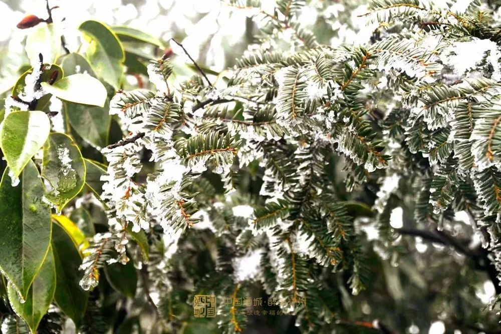 古蔺叙永又下雪了！不用怕冷，带你“云赏”高山雪景-14.jpg