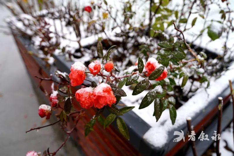 古蔺叙永又下雪了！不用怕冷，带你“云赏”高山雪景-17.jpg