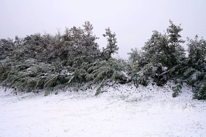 古蔺叙永又下雪了！不用怕冷，带你“云赏”高山雪景-26.jpg